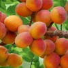 Абрикос Горный Абакан: фото и описание