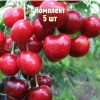Комплект 5шт / Черешня Аннушка: фото и описание