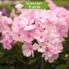 Саженцы флокса Пинки Хилл (Pinky Hill ) -  5 шт.