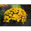 Саженцы хризантемы мультифлора Браниндио (Branindio) -  5 шт.