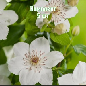 Комплект 5шт / Клематис Дестини
