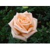 Саженцы чайно-гибридной розы Таймлесс -  5 шт.