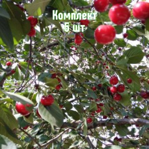 Комплект 5шт / Вишня Троицкая